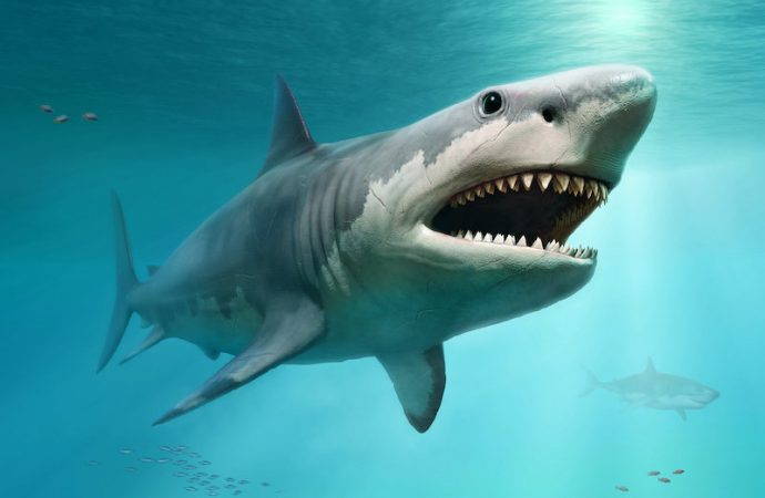 True size of prehistoric mega-shark finally revealed