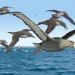 Fossils recovered from Antarctica may belong to the largest flying bird ever, study finds