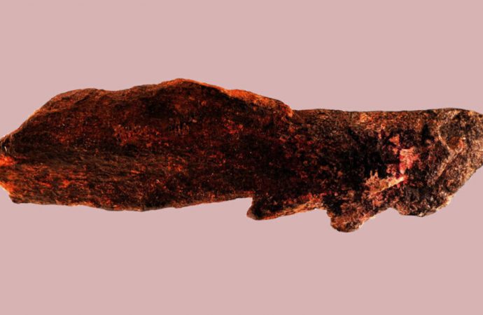Homo erectus, not humans, may have invented the barbed bone point