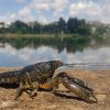 Mutant crayfish clones take over cemetery after aquarium escape