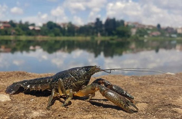 Mutant crayfish clones take over cemetery after aquarium escape