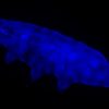 Tardigrades’ latest superpower: a fluorescent protective shield