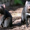Tasmanian Devils reintroduced into Australian wild
