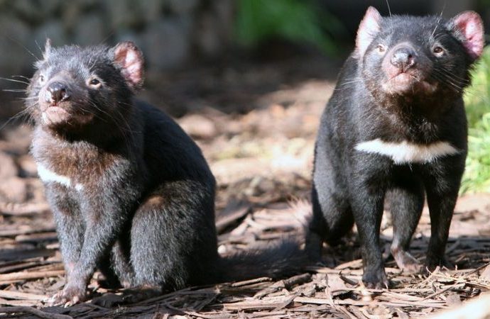 Tasmanian Devils reintroduced into Australian wild