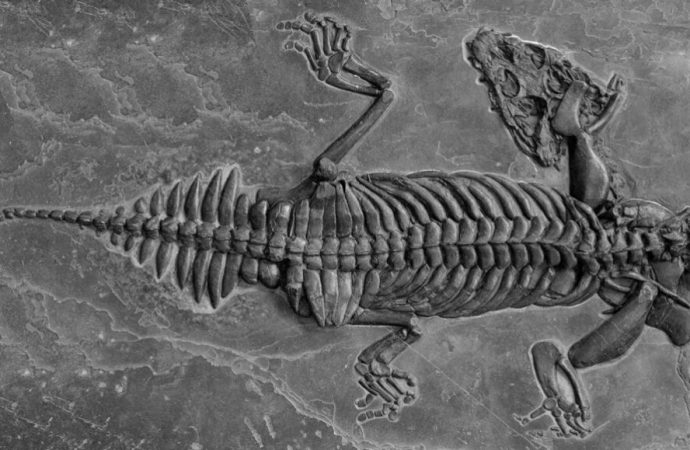 A surprisingly tiny ancient sea monster lurked in shallow waters