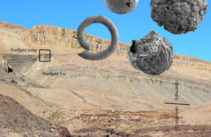 Half-billion-year-old microfossils may yield new knowledge of animal origins