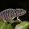 Scientists find Madagascar chameleon last seen 100 years ago