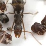These Ants Spray Their Victims with Acid Before Decorating Their Nests with Their Skulls