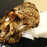 Two-million-year-old skull of human ‘cousin’ unearthed