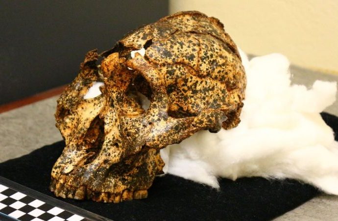 Two-million-year-old skull of human ‘cousin’ unearthed