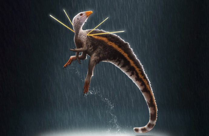 A newfound feathered dinosaur sported fuzz and weird rods on its shoulders