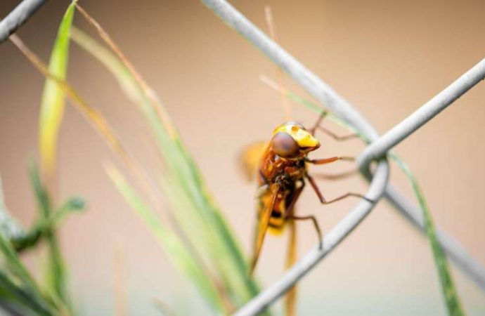 Charles Darwin was right about why insects are losing the ability to fly