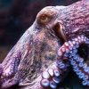 Octopus And Squid Evolution Is Officially Stranger Than We Could Have Ever Imagined