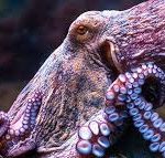 Octopus And Squid Evolution Is Officially Stranger Than We Could Have Ever Imagined