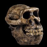 How many early human species existed on Earth?