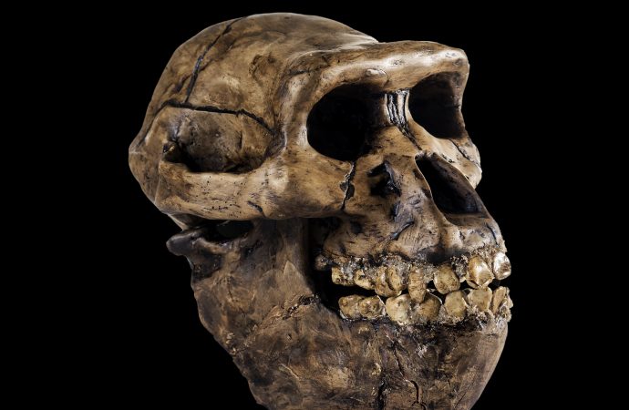 How many early human species existed on Earth?
