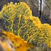 Slime mold can store and preserve memory without brain, scientists say