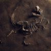 Asteroid, Volcano or Both? Scientists Can’t Agree on the True Dinosaur Killer