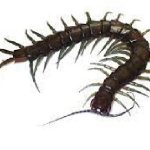Newfound species of amphibious giant centipede named for woman cursed by the gods