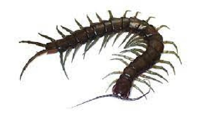 Newfound species of amphibious giant centipede named for woman cursed by the gods