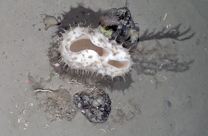 Photos Show Strange Sea Creatures Unveiled by Mega-Iceberg Breaking in Antarctica