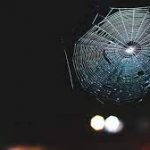 Scientists Translated Spiderwebs Into Music, And It’s Beyond Stunning
