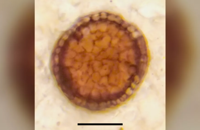 Fossil ‘balls’ are 1 billion years old and could be Earth’s oldest known multicellular life