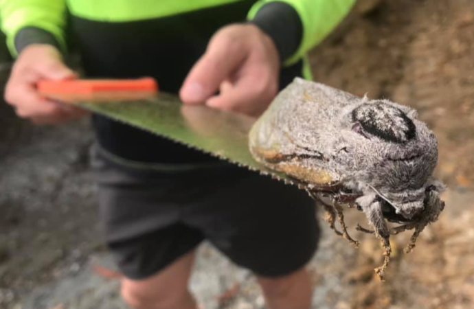 ‘Rat-Sized’ Monster Moth Too Heavy to Fly Discovered at Australian School