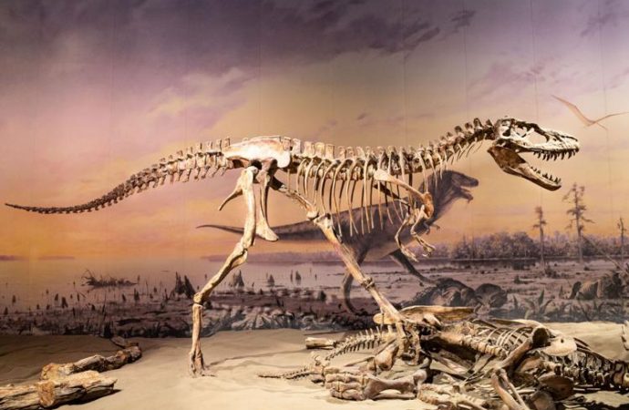 Dinosaurs were already struggling before asteroid strike that doomed them to extinction, study finds
