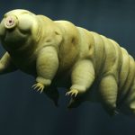 Even hard-to-kill tardigrades can’t always survive being shot out of a gun