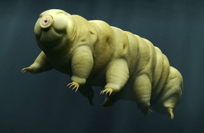 Even hard-to-kill tardigrades can’t always survive being shot out of a gun