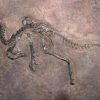 Fossil find adds to evidence of dinosaurs living in Arctic year-round