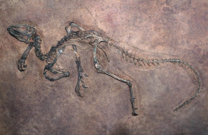 Fossil find adds to evidence of dinosaurs living in Arctic year-round