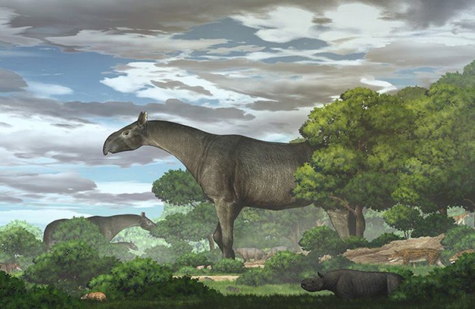 Giant rhino fossils in China show new species was ‘taller than giraffe’