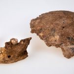 Israeli fossil finds reveal a new hominid group, Nesher Ramla Homo