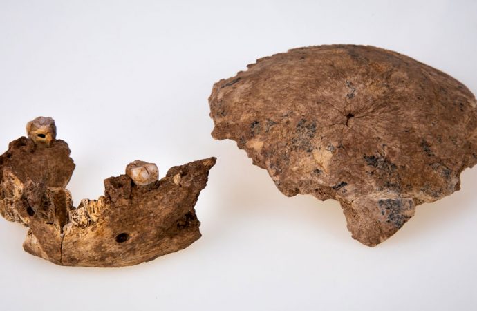 Israeli fossil finds reveal a new hominid group, Nesher Ramla Homo