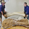 New dinosaur species discovered in Australia, one of world’s biggest