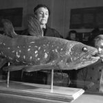 Weird ‘living fossil’ fish lives 100 years, pregnant for 5