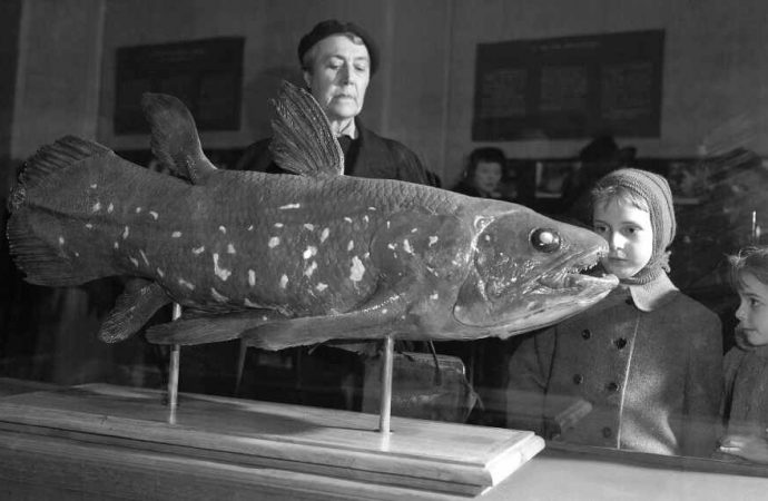 Weird ‘living fossil’ fish lives 100 years, pregnant for 5
