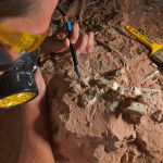 103-Million-Year-Old Dinosaur Bone Discovered in ‘Fossil Hotspot’