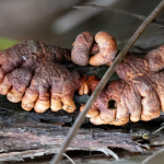 Creepy, finger-like fungus found clinging to life in Australian island