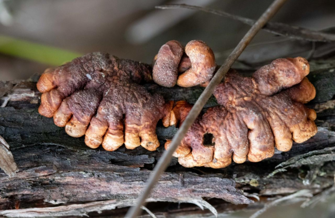 Creepy, finger-like fungus found clinging to life in Australian island