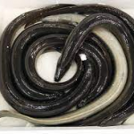 ‘We’ve Never Seen Anything Like This:’ Elusive, ‘Scary-Looking’ Eel Species Found on Beach