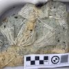 ‘Jurassic Pompeii’ yields thousands of ‘squiggly wiggly’ fossils