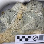 ‘Jurassic Pompeii’ yields thousands of ‘squiggly wiggly’ fossils