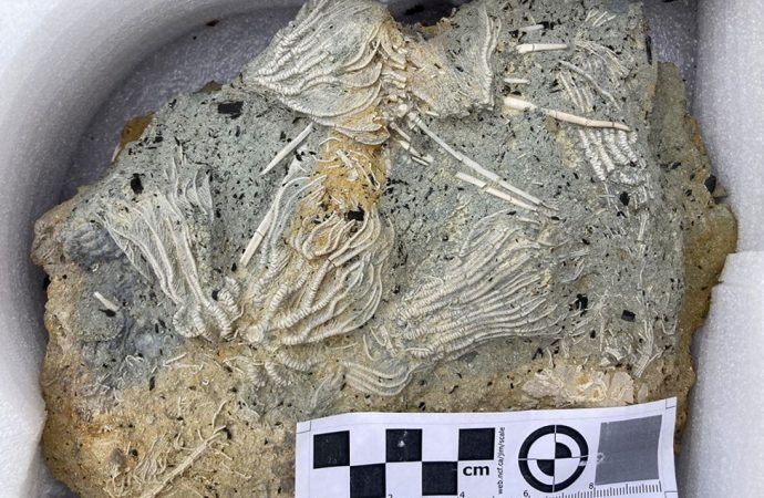 ‘Jurassic Pompeii’ yields thousands of ‘squiggly wiggly’ fossils