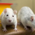 Rats prefer to help their own kind; Humans may be similarly wired