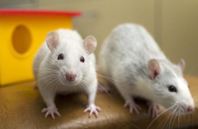 Rats prefer to help their own kind; Humans may be similarly wired