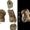 World’s oldest Neanderthal art released as 3D file for free