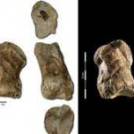 World’s oldest Neanderthal art released as 3D file for free